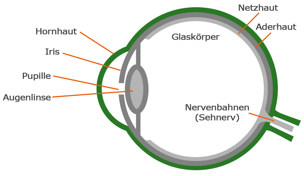 Aufbau Auge